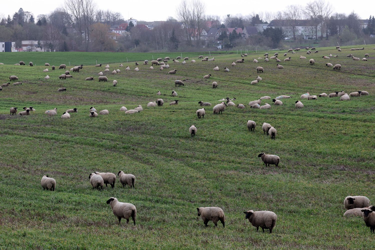 Pecore al pascolo