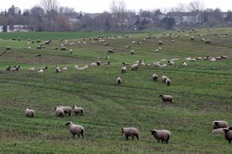 Pecore al pascolo