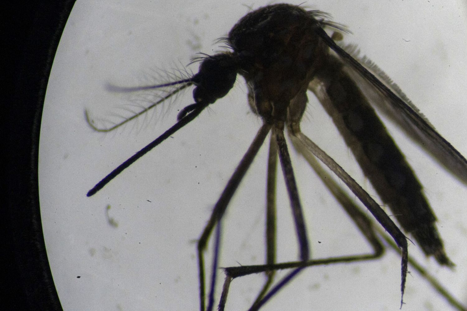 Una zanzara della specie Aedes Aegypti fotografata al microscopio