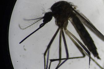 Una zanzara della specie Aedes Aegypti fotografata al microscopio