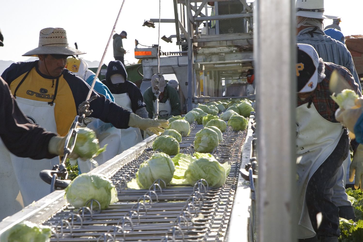 Produzione di lattuga negli Usa