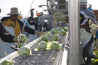 Produzione di lattuga negli Usa