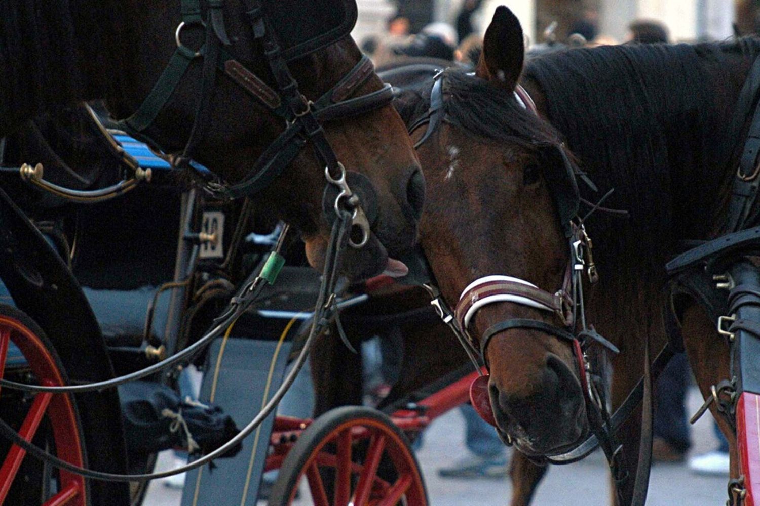 Carrozze cavalli