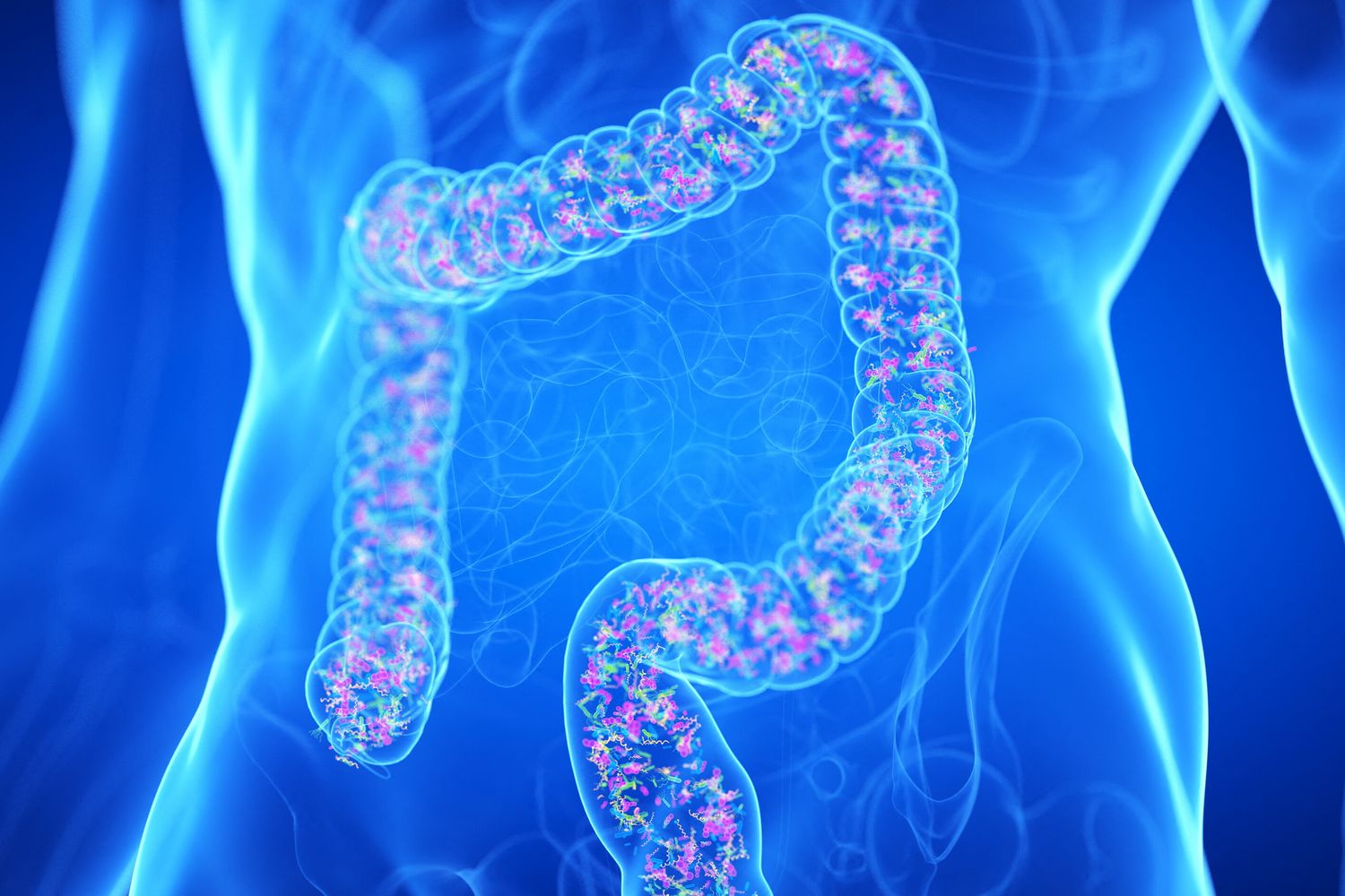 Intestino
