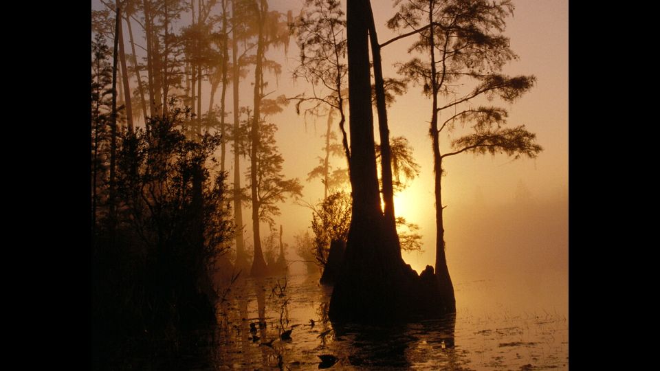 L'Okefenokee National Wildlife Refuge in Georgia, Usa