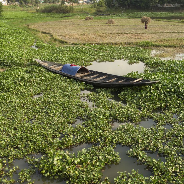 Una risaia in Bangladesh