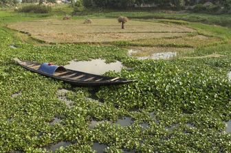 Una risaia in Bangladesh