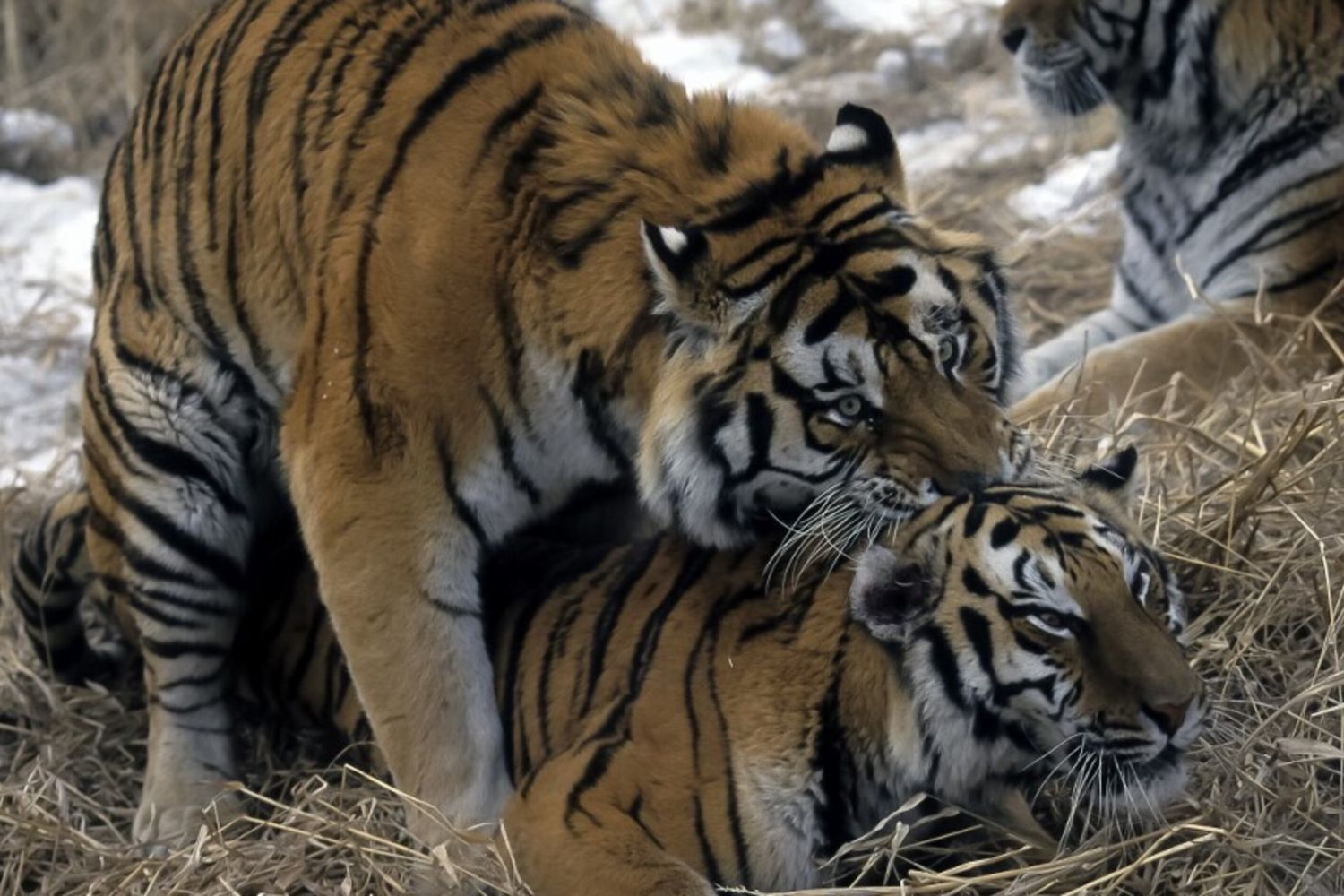 Tigri di Amur siberiane