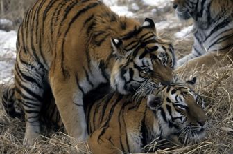 Tigri di Amur siberiane