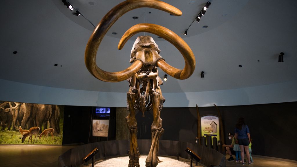 Scheletro ricostruito di un mammut