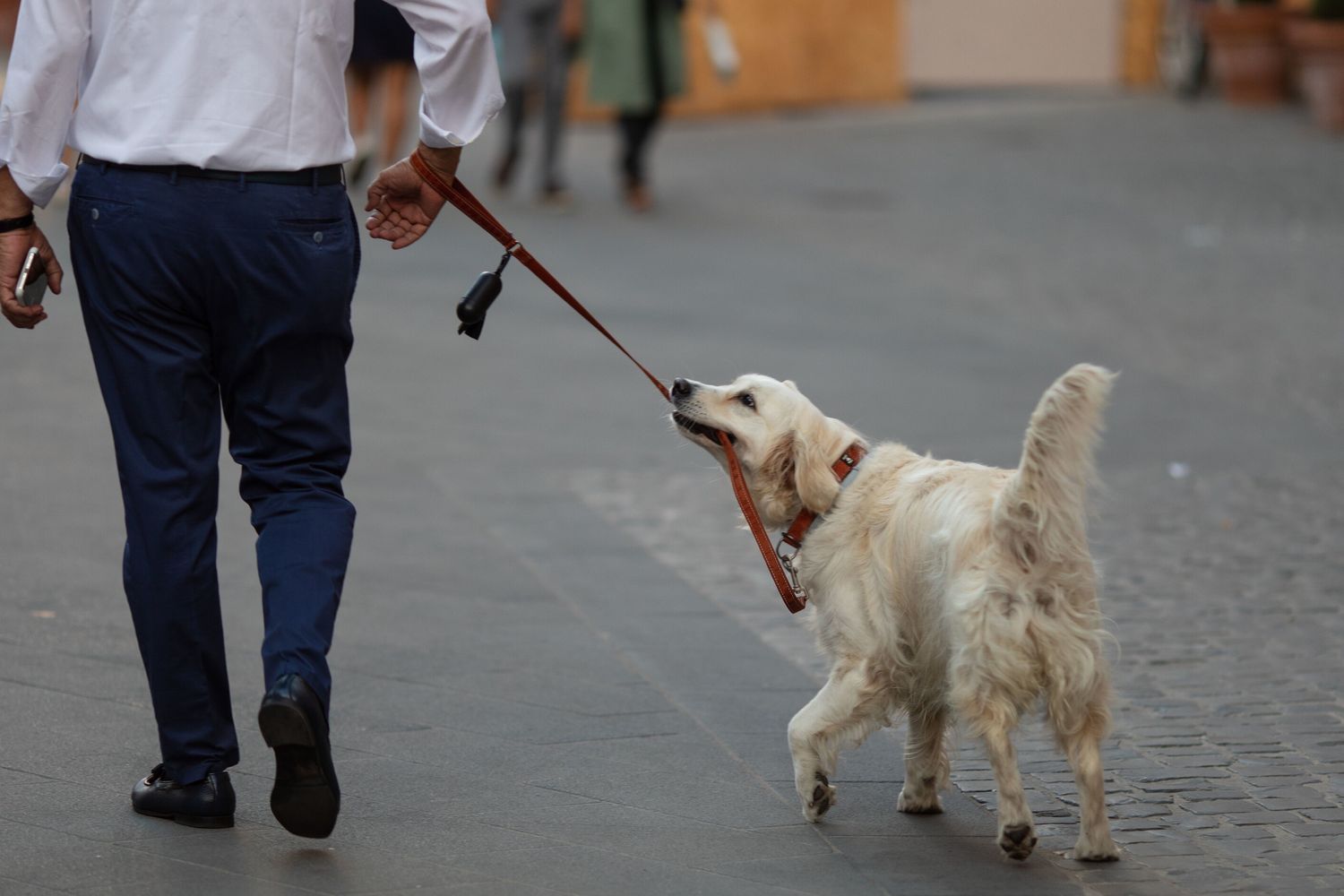 La passeggiata perfetta per un cane dura 67 minuti