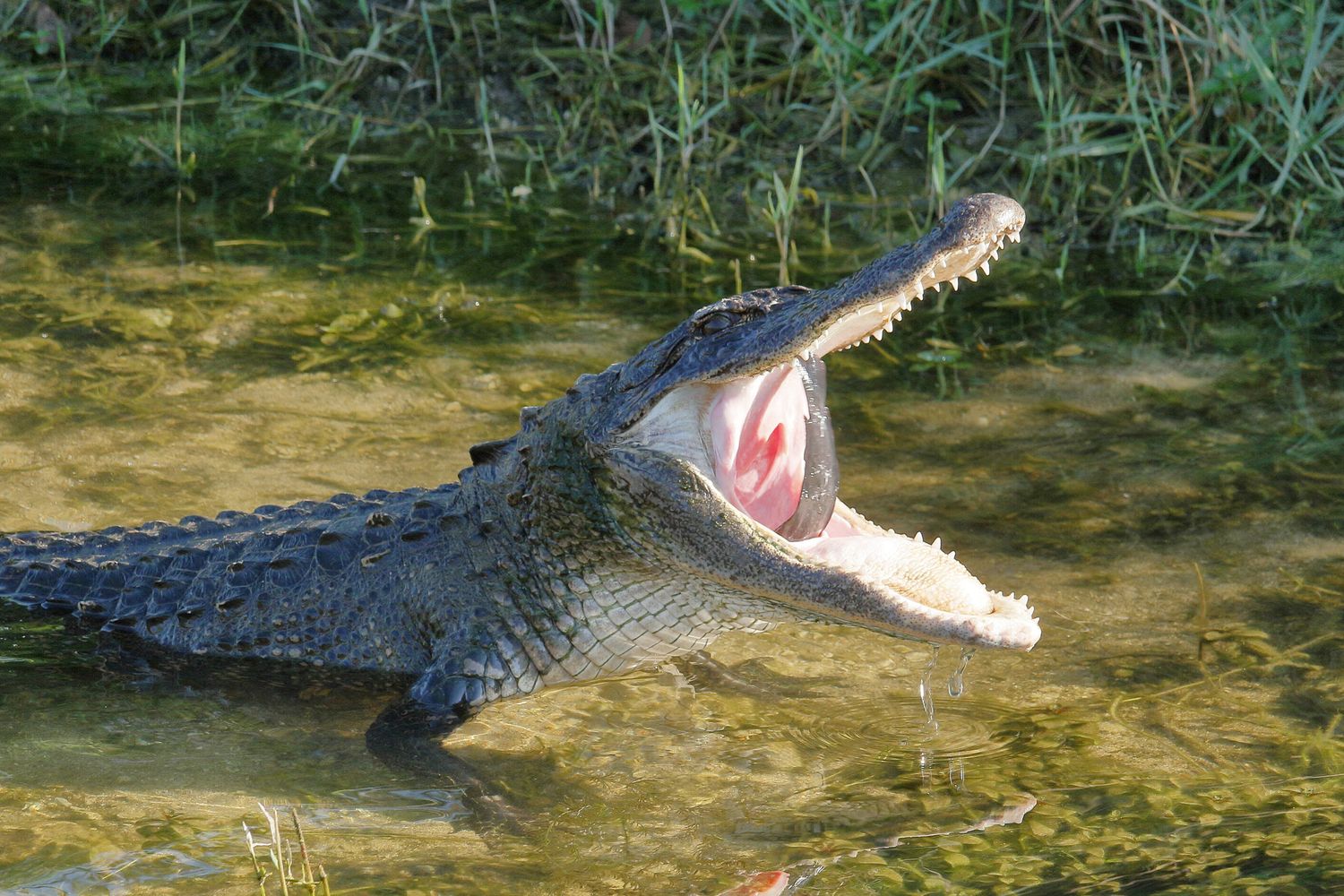 Un alligatore