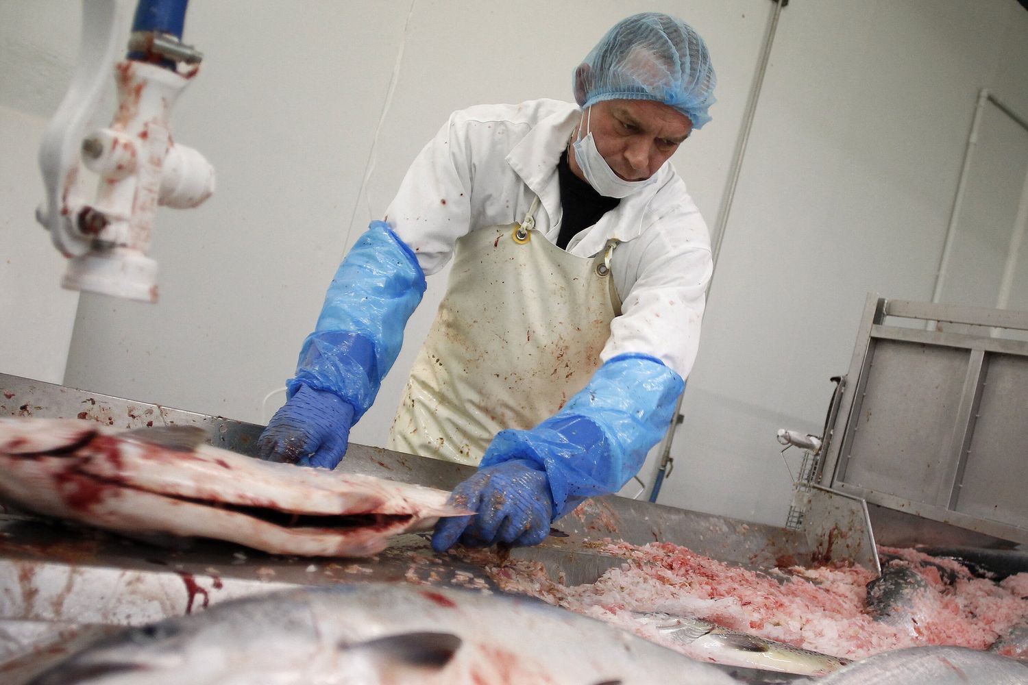 Allevamento di salmoni in Francia