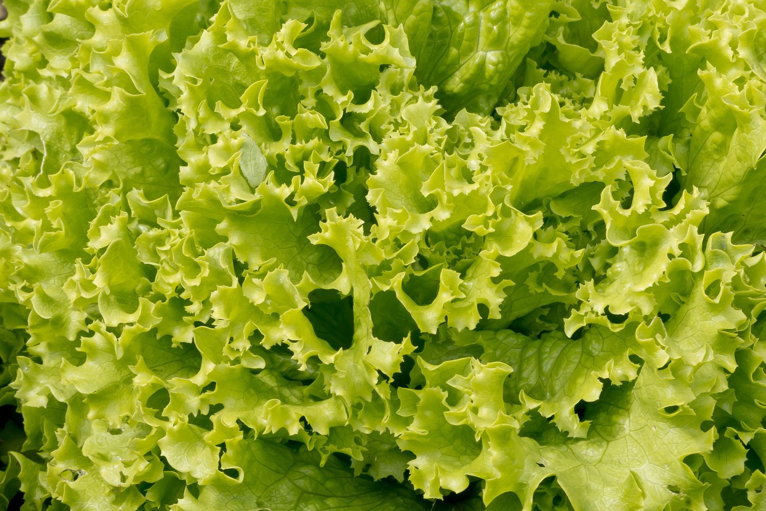 Insalata