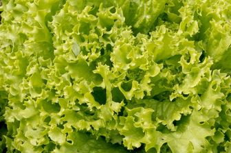 Insalata