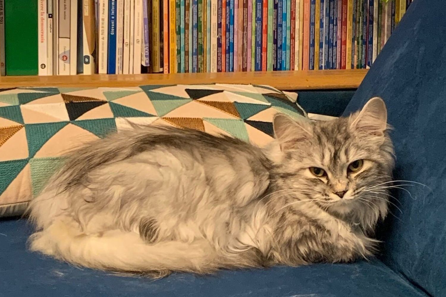 Gatto siberiano