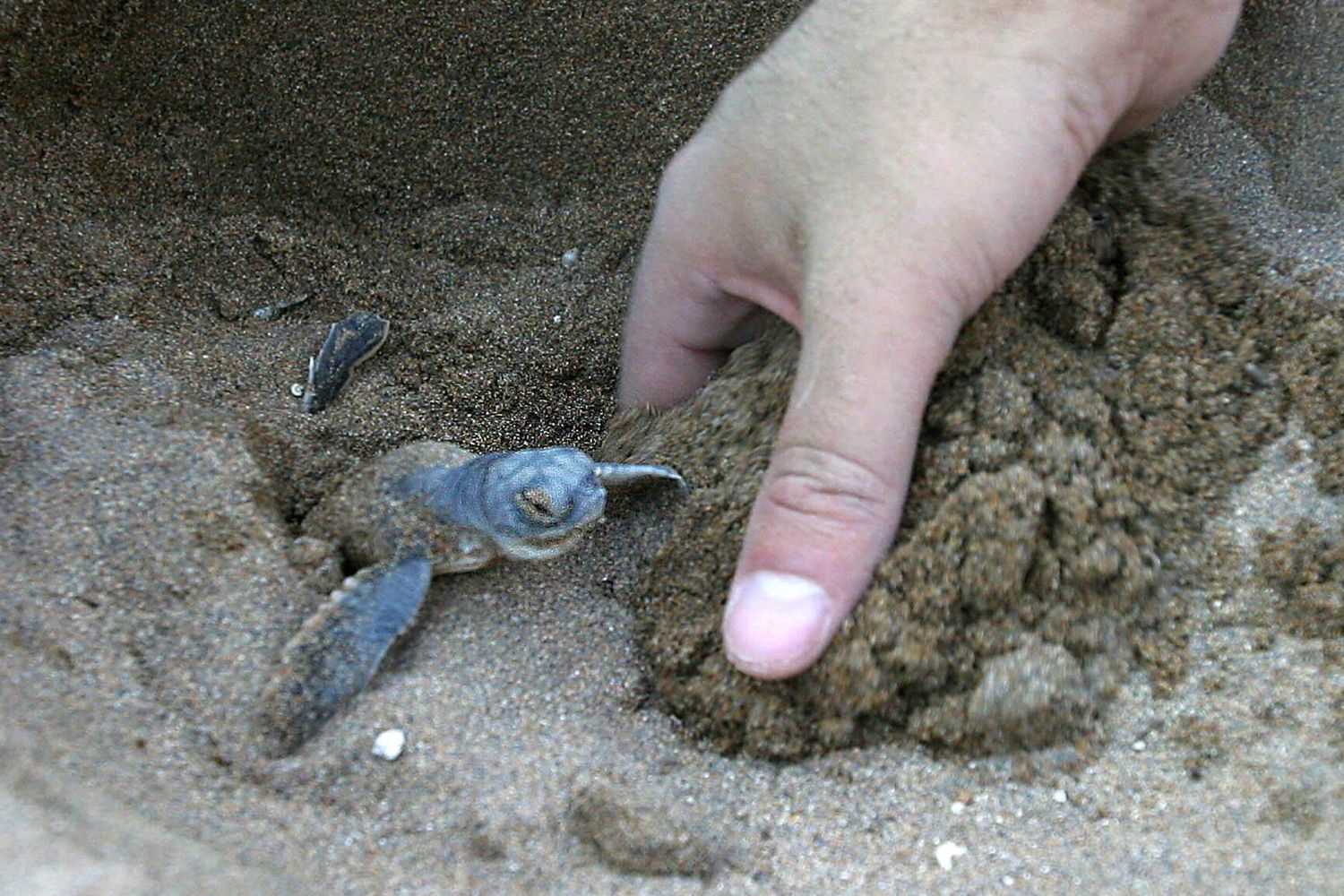 Il nido di una tartaruga marina Caretta caretta