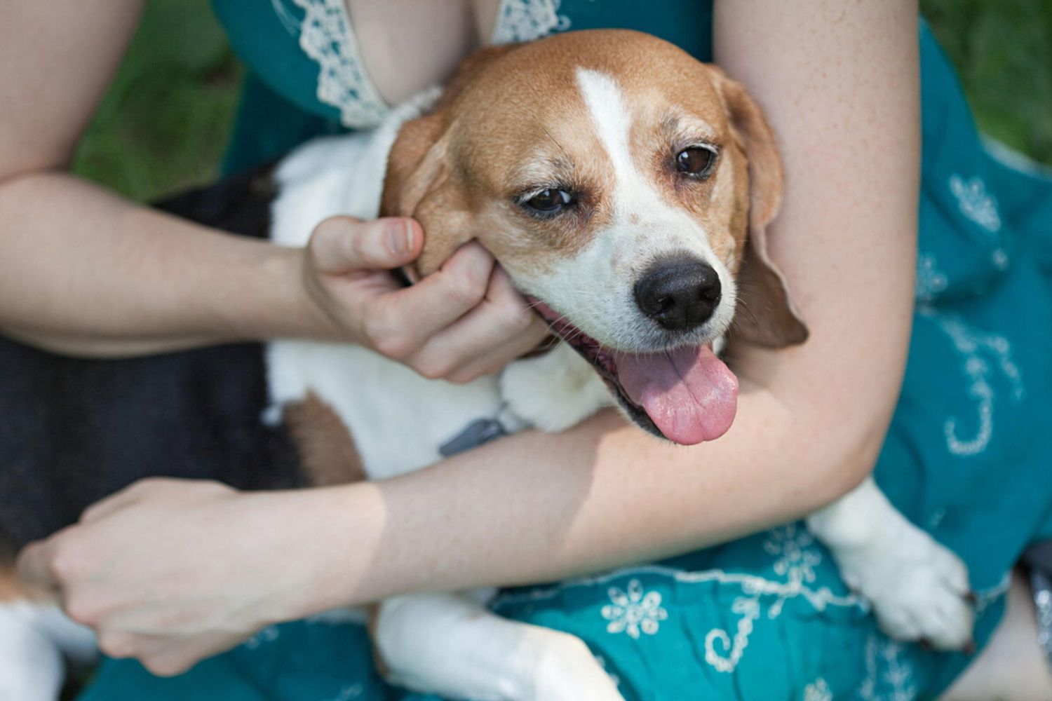 Addio allergia ai cani: con l'editing genetico nascono i primi beagle ipoallergenici