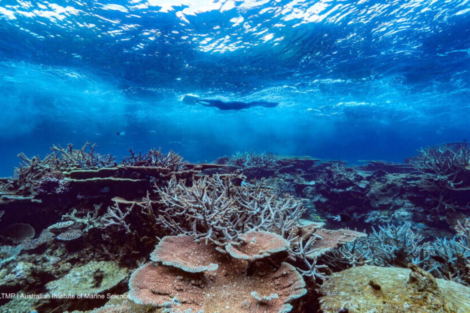 La Grande Barriera Corallina è in ripresa. E non è merito dell'uomo