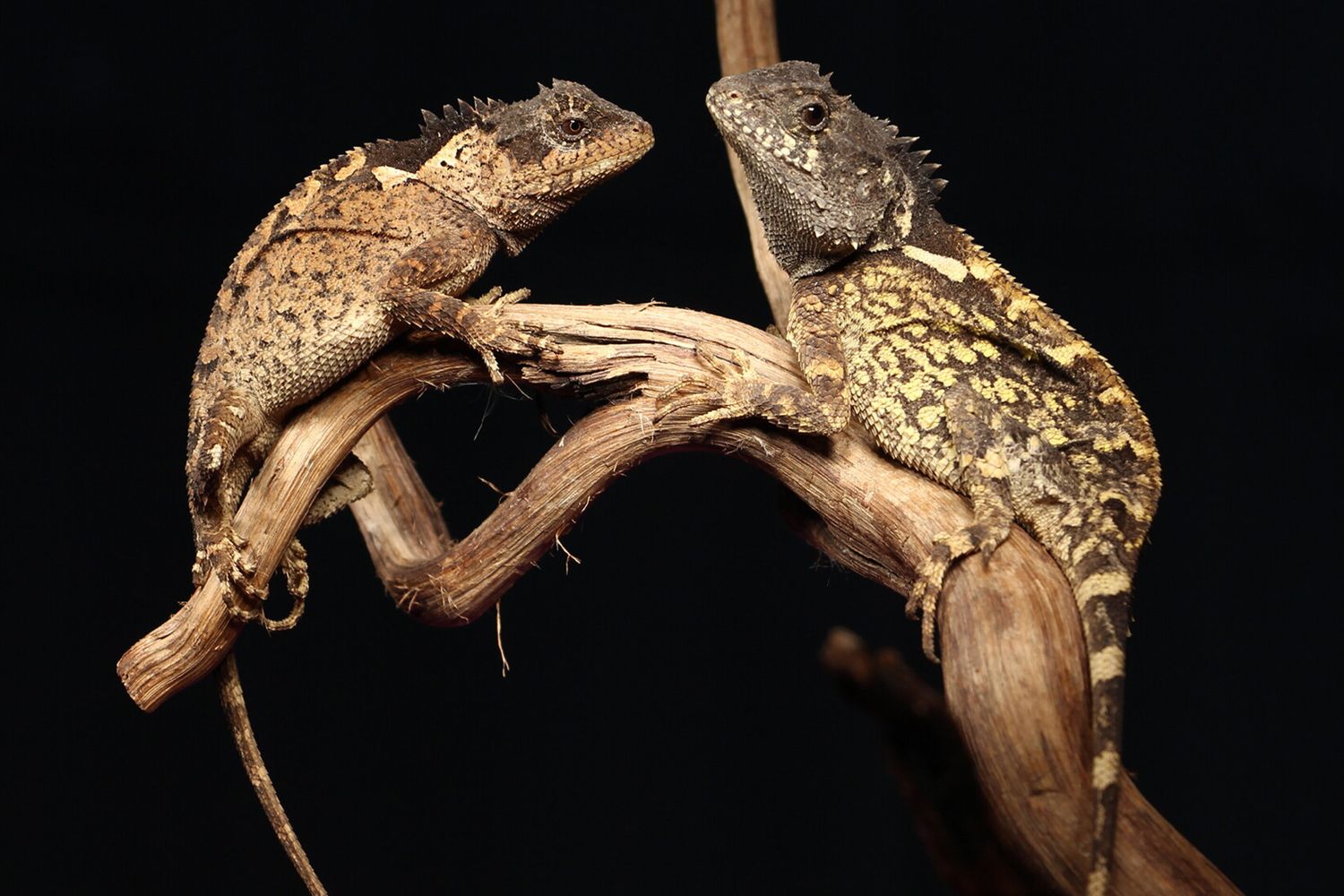 Due esemplari di  Acanthosaura syrax