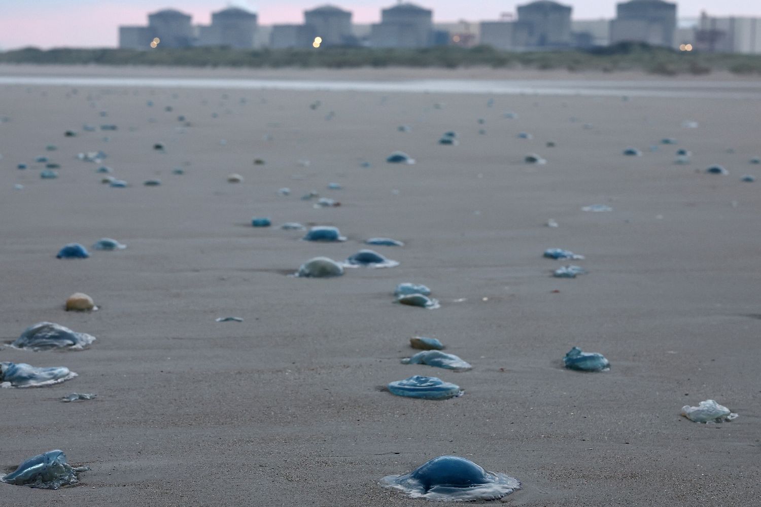 Meduse a Gravelines