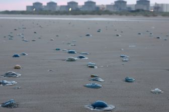 Meduse a Gravelines
