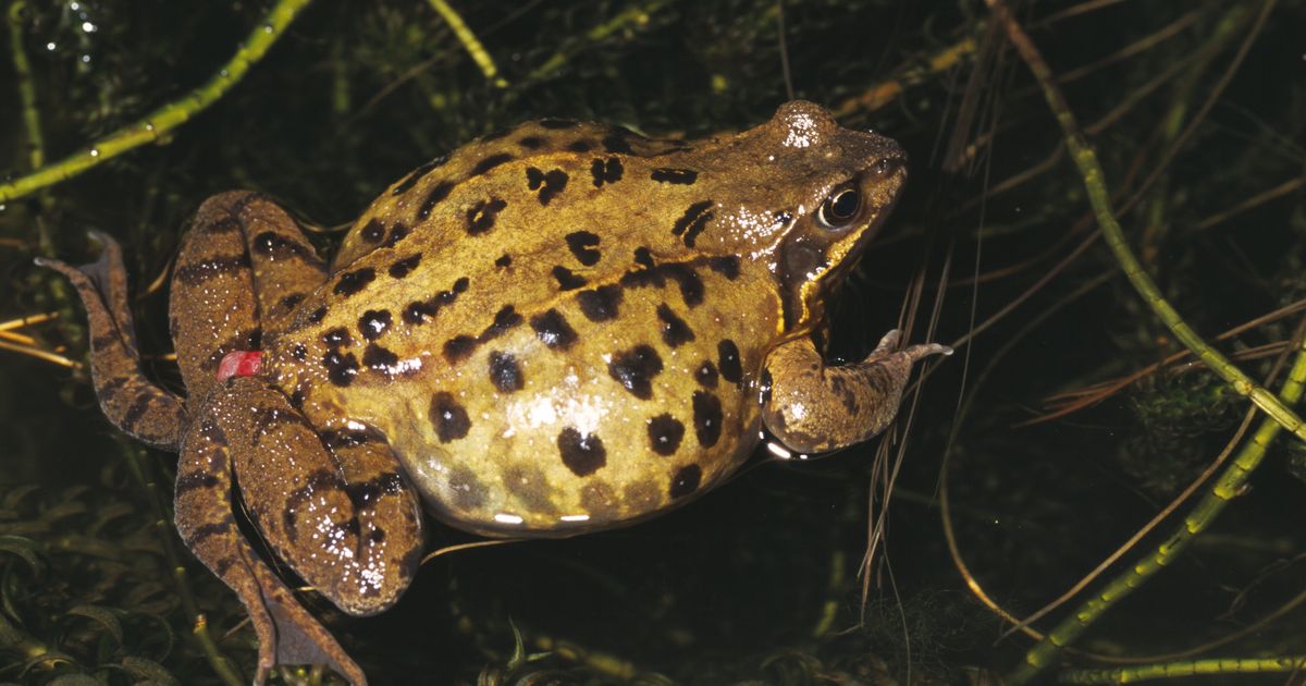 Scienziati osservano come la siccità modifica la diffusione di malattie infettive