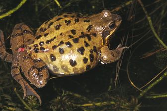 Una rana malata