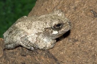 Una raganella grigia di Cope