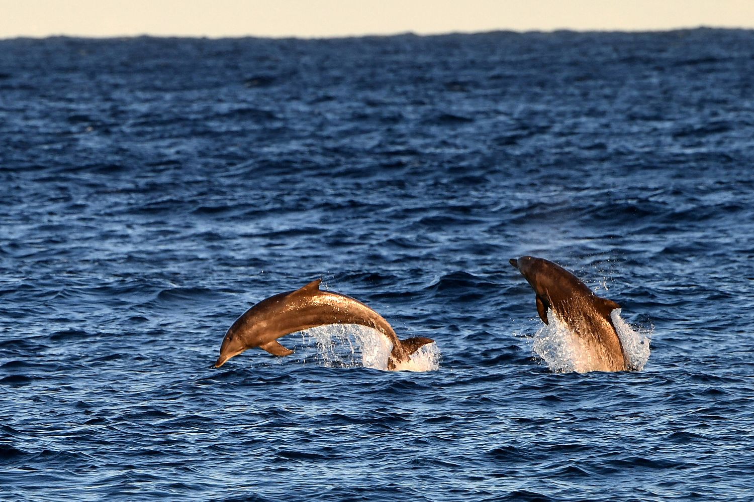 I delfini nuotano nelle acque di Maroubra Beach, Sydney