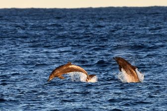 I delfini nuotano nelle acque di Maroubra Beach, Sydney