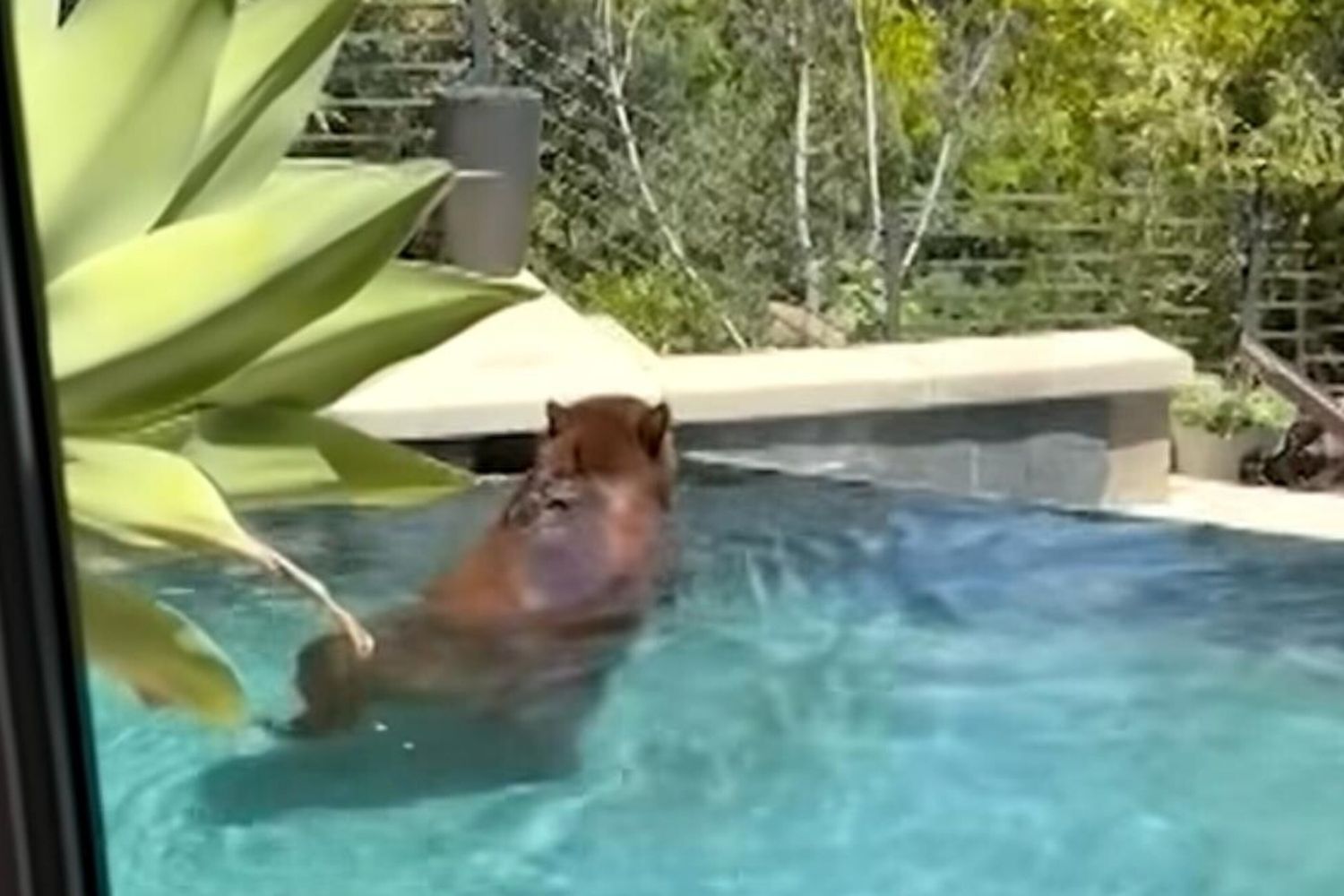 Un orso bruno fa il bagno nella piscina di Rechtschaffen a Los Angeles