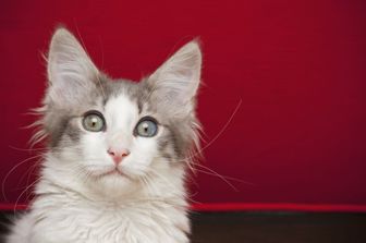 Gatto