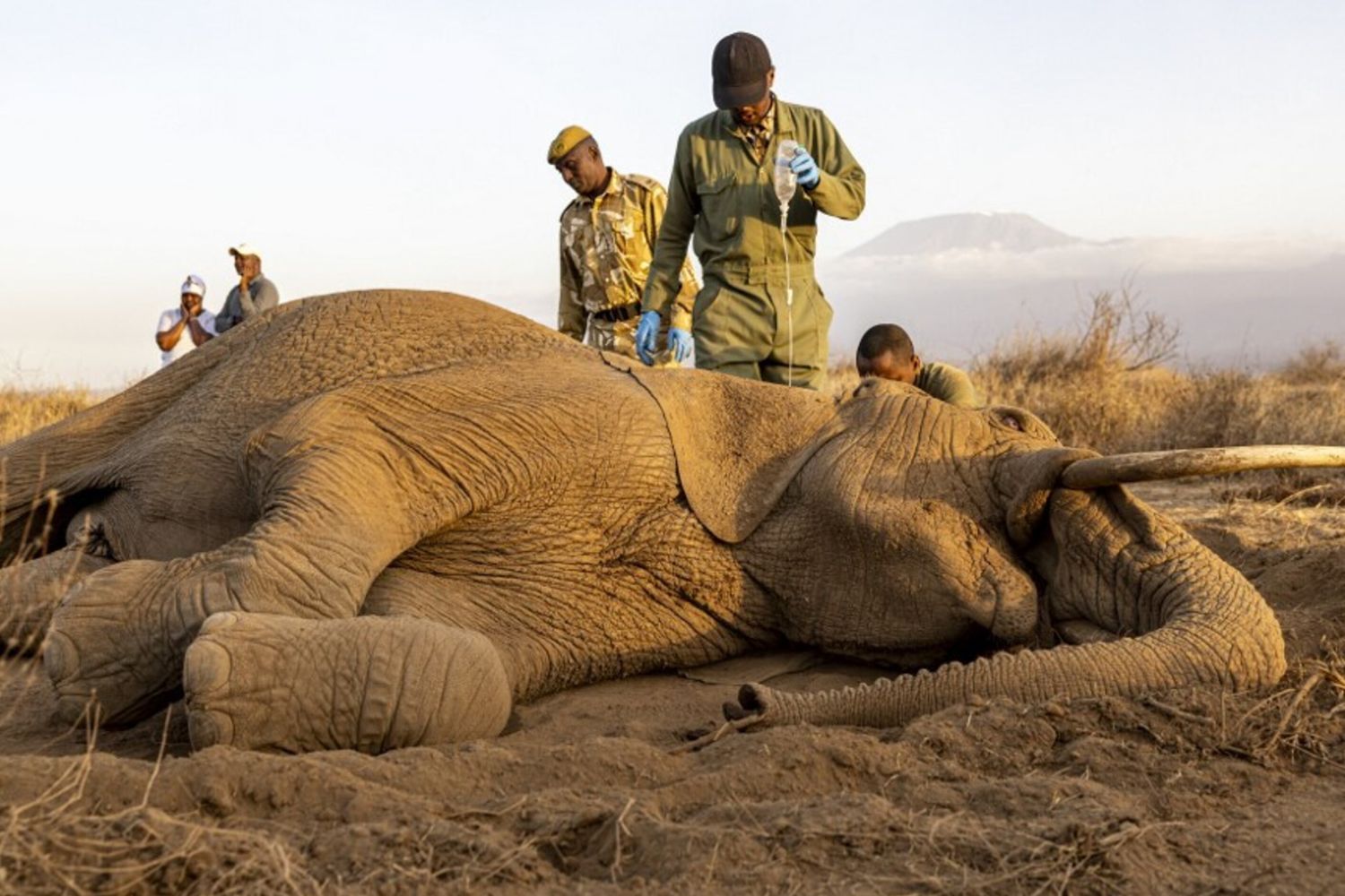 La misteriosa malattia che ad Amboseli sta uccidendo gli elefanti