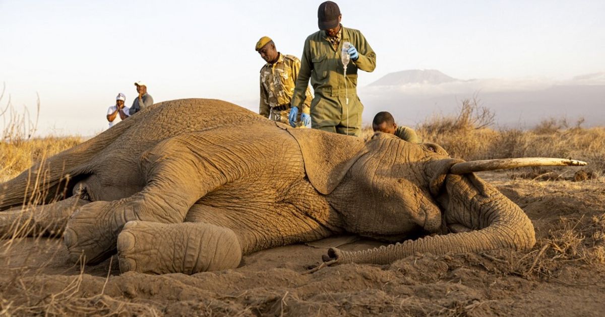 Elefanti distesi a terra con sintomi di paralisi, in una riserva del Kenya