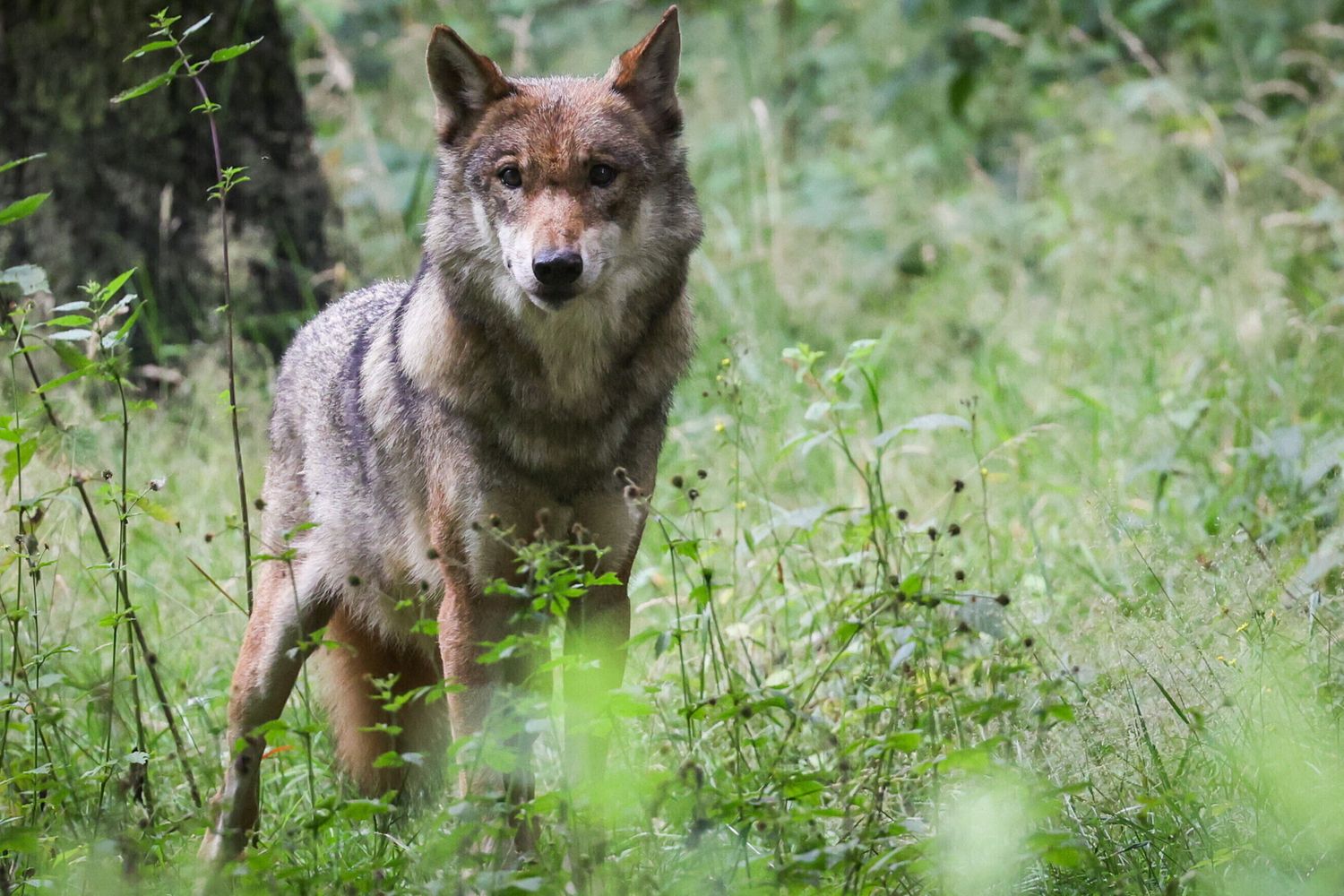 Lupo in fuga da uno zoo, lezioni sospese nella scuola vicina