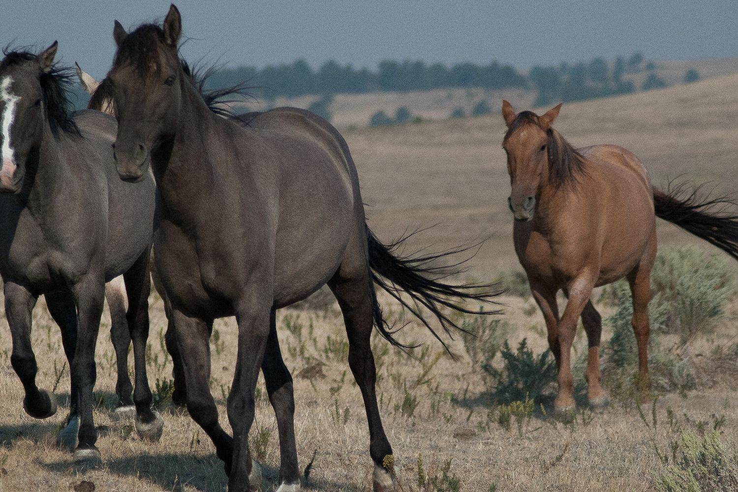 I cavalli selvaggi di razza mustang