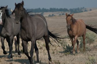 I cavalli selvaggi di razza mustang