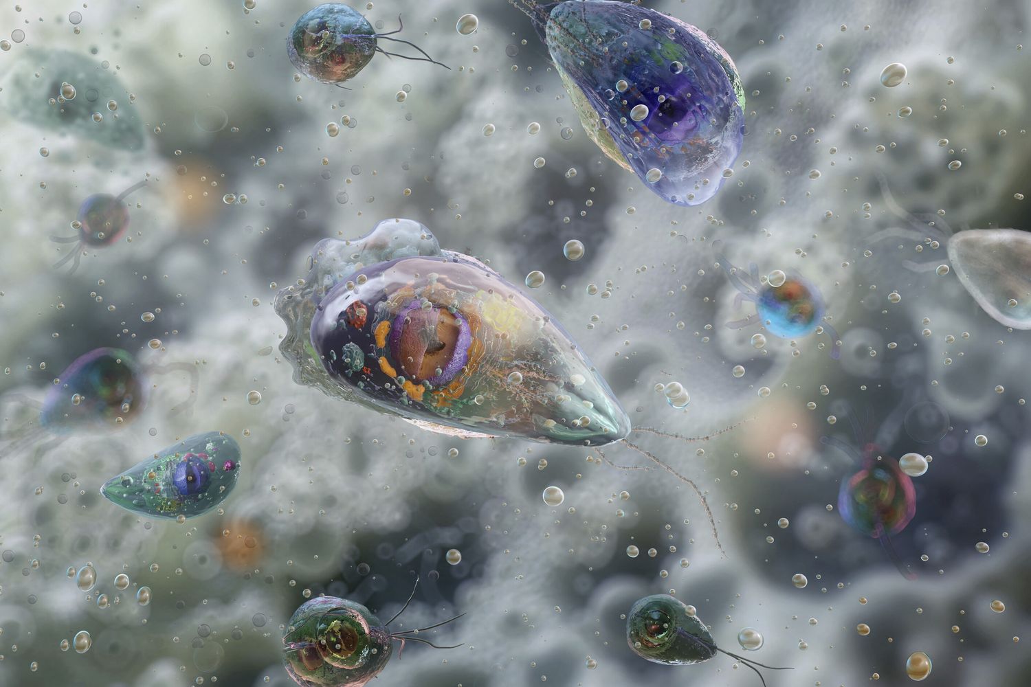Una riproduzione della Naegleria fowleri
