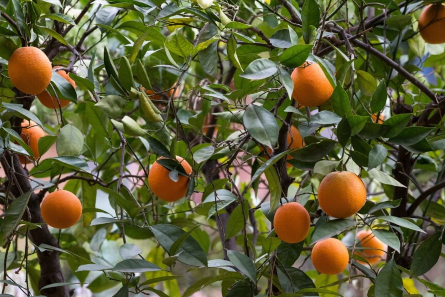 Italie-Maroc: des échanges commerciaux de près de 5 milliards d’euros