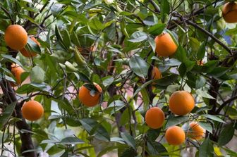 Italie-Maroc: des échanges commerciaux de près de 5 milliards d’euros