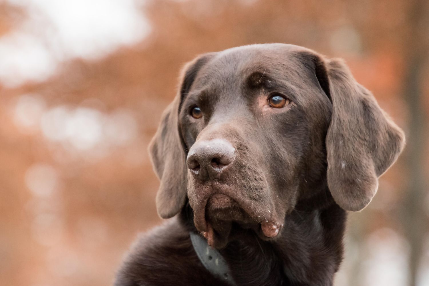 L'abbandono dei cani, l'allarme nella Giornata Mondiale