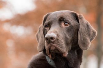 L'abbandono dei cani, l'allarme nella Giornata Mondiale