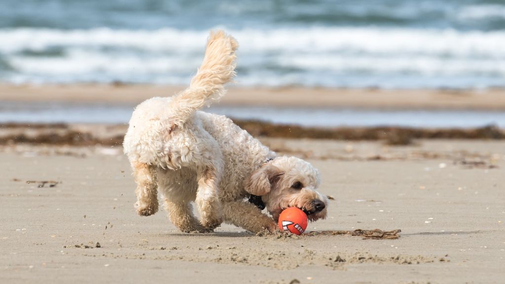 L'abbandono dei cani, l'allarme nella Giornata Mondiale