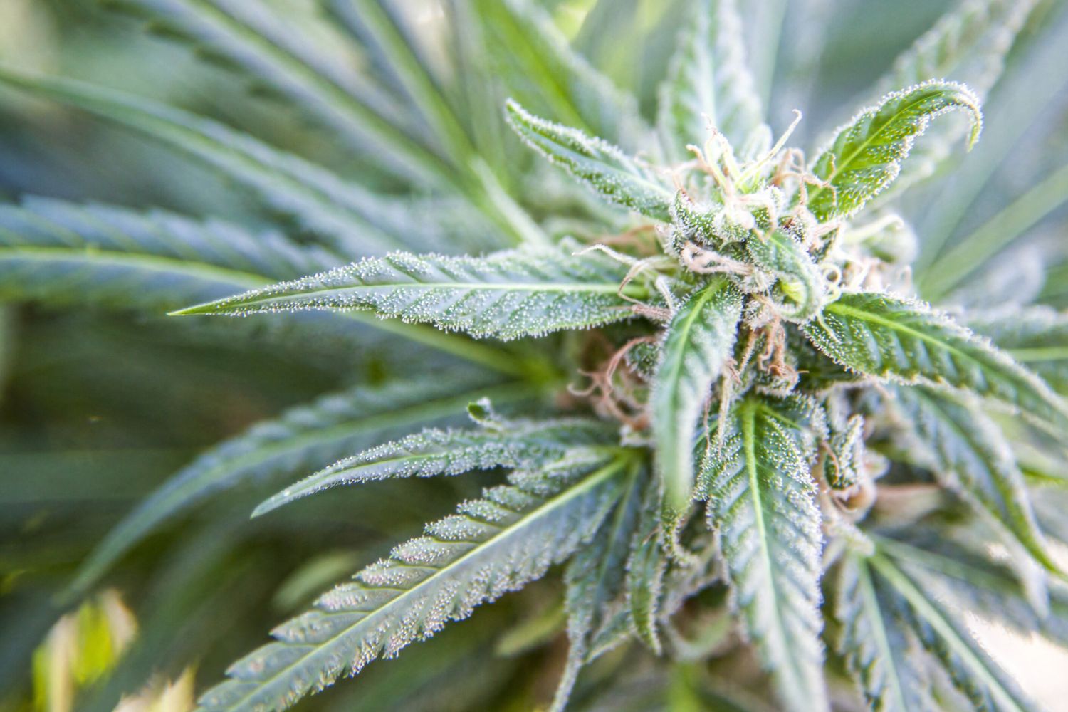 Una pianta di cannabis