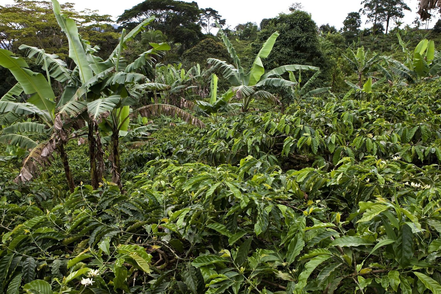 De la Tanzanie au Kenya, l'Italie investit pour développer la filière du café