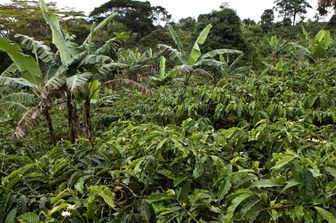 De la Tanzanie au Kenya, l'Italie investit pour développer la filière du café