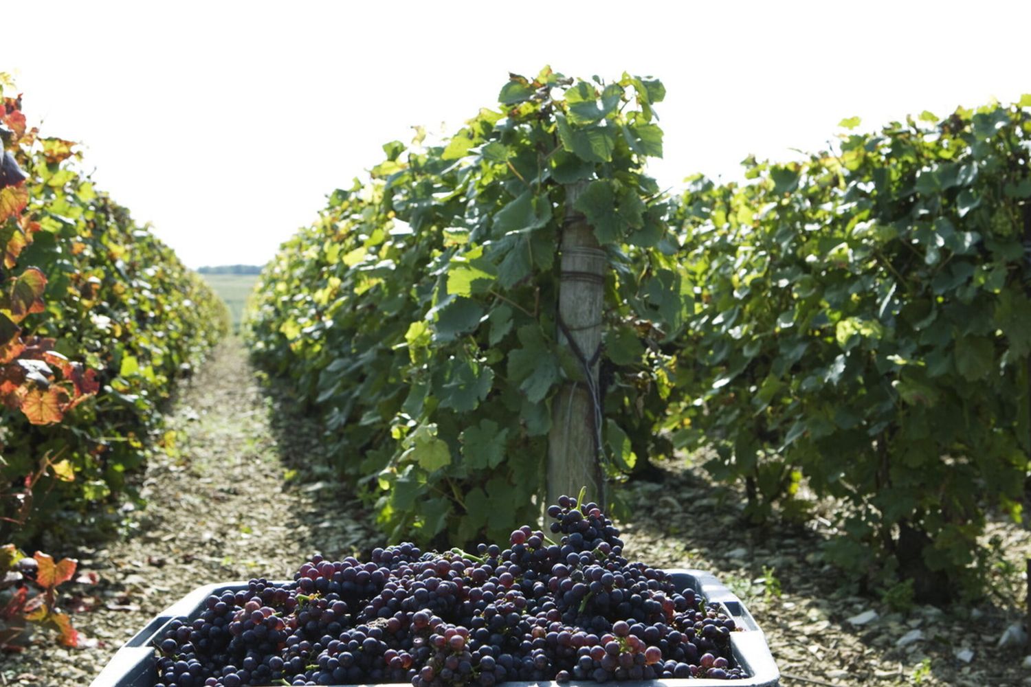 Il caldo anticipa la vendemmia. In tanti Paesi europei è raccolta record