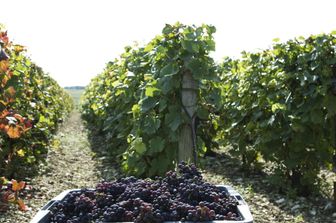 Il caldo anticipa la vendemmia. In tanti Paesi europei è raccolta record