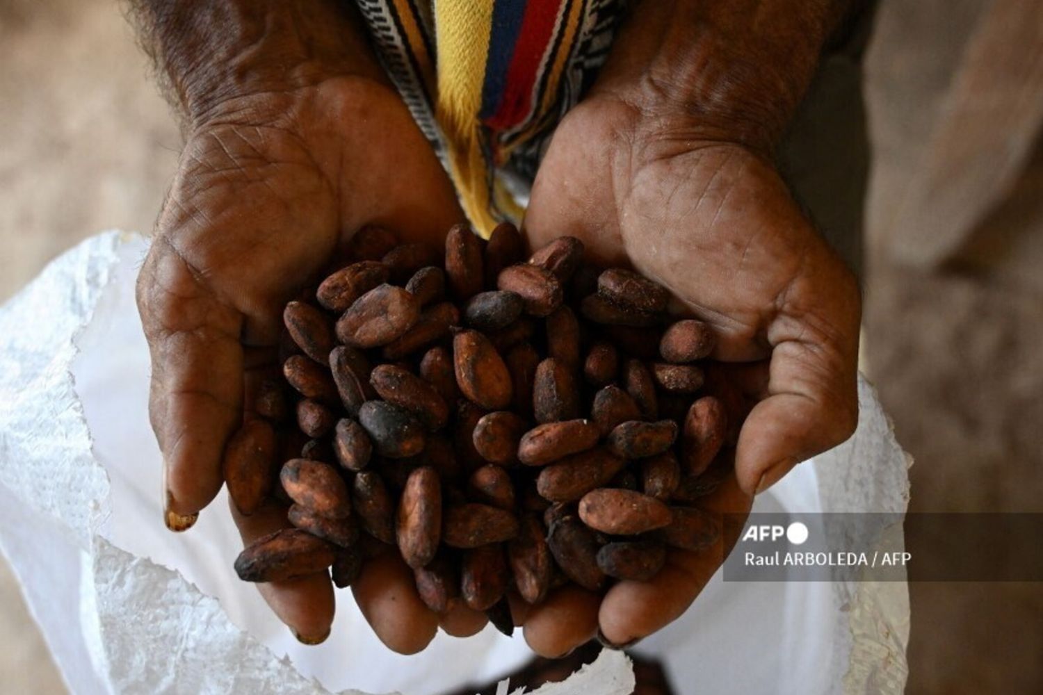 De la matière première au développement, le défi du cacao africain